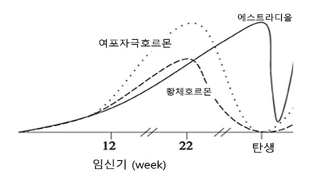 에스트로겐 파도: 배 속에서 미니 사춘기까지의 호르몬