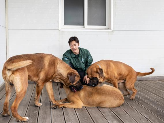 이상경 휴메인 월드 포 애니멀즈 캠페인 팀장이 지난달 경기 김포시 보호소에서 경북지역 산불에 살아남은 개들과 시간을 보내고 있다. 휴메인 월드 포 애니멀즈 제공