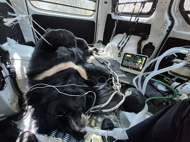 수목원 반달가슴곰 수송. 청주동물원 김정호 제공