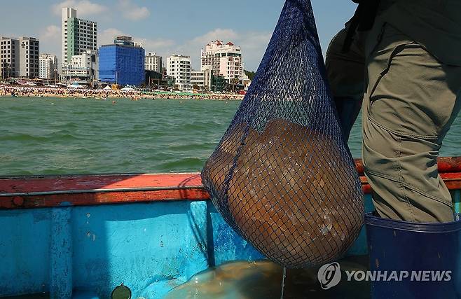 지난해 부산 송정해수욕장에서 잡힌 해파리 [연합뉴스 자료사진]
