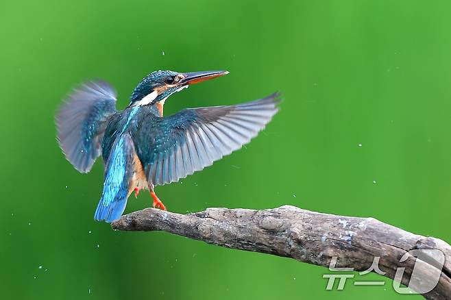 여름새 물총새가 8일 경북 포항시 북구 흥해읍 냇가에서 먹잇감 사냥에 한창이다. 2025.6.8/뉴스1 ⓒ News1 최창호 기자