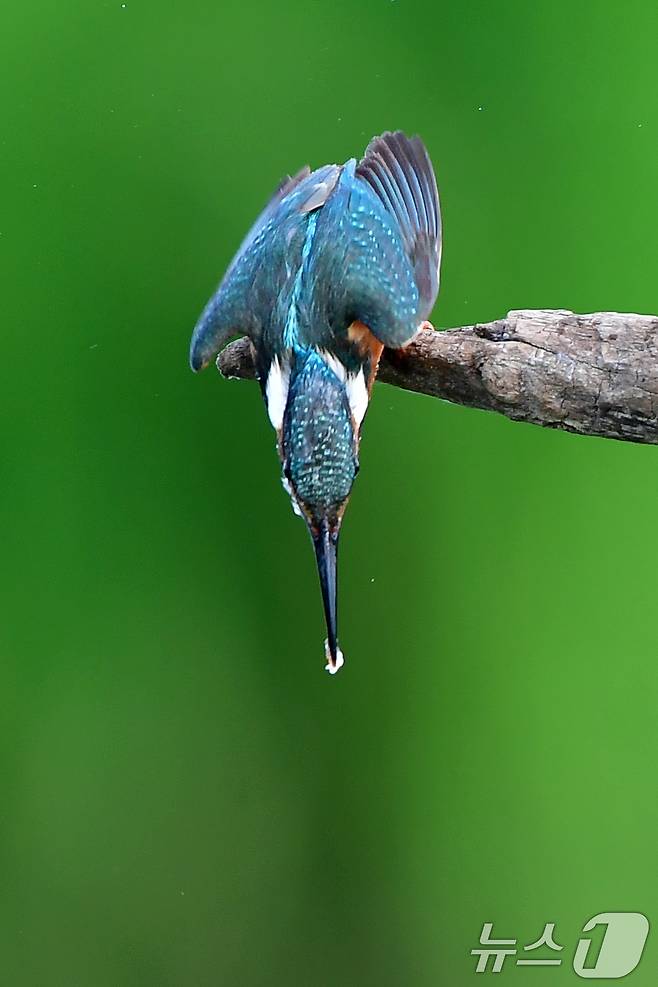 여름새 물총새가 8일 경북 포항시 북구 흥해읍 냇가에서 먹잇감 사냥에 한창이다. 2025.6.8/뉴스1 ⓒ News1 최창호 기자