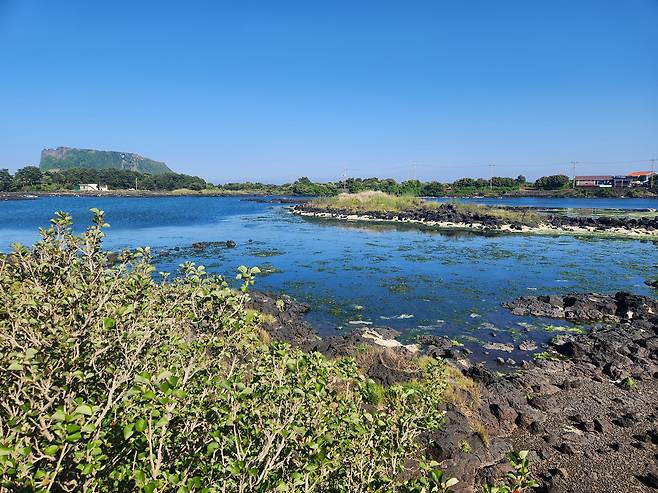 4일  제주 서귀포시 성산읍 오조리 연안습지를 둘러싸고 일반 나무보다 탄소 저장 능력이 뛰어난 '황근'이 자라고 있다./문수빈 기자