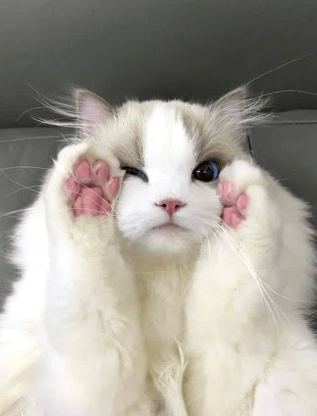 1000008447.jpg 세상에서 제일 예쁜 고양이 2마리 ㄷㄷ