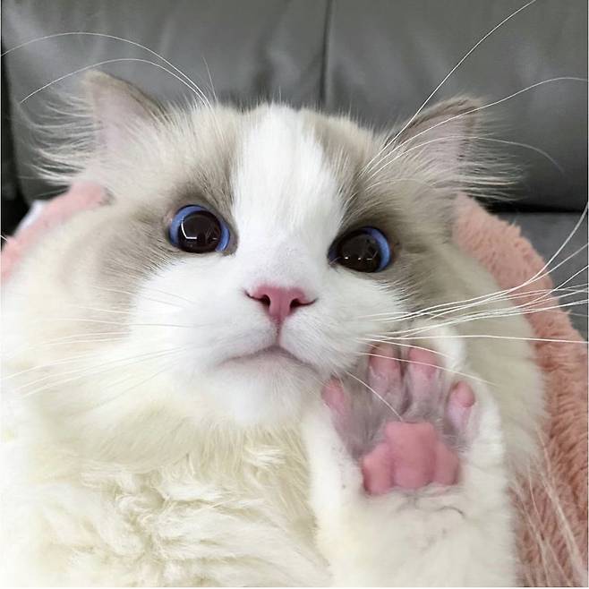 1000008445.jpg 세상에서 제일 예쁜 고양이 2마리 ㄷㄷ