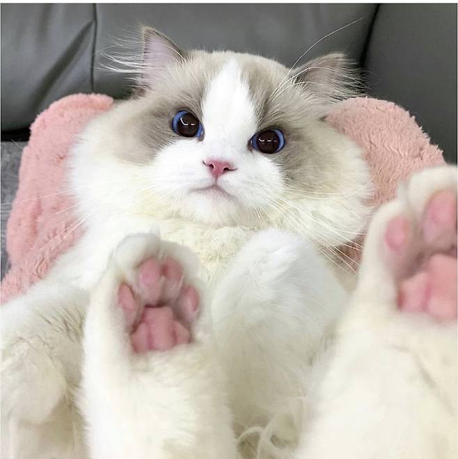 1000008444.jpg 세상에서 제일 예쁜 고양이 2마리 ㄷㄷ