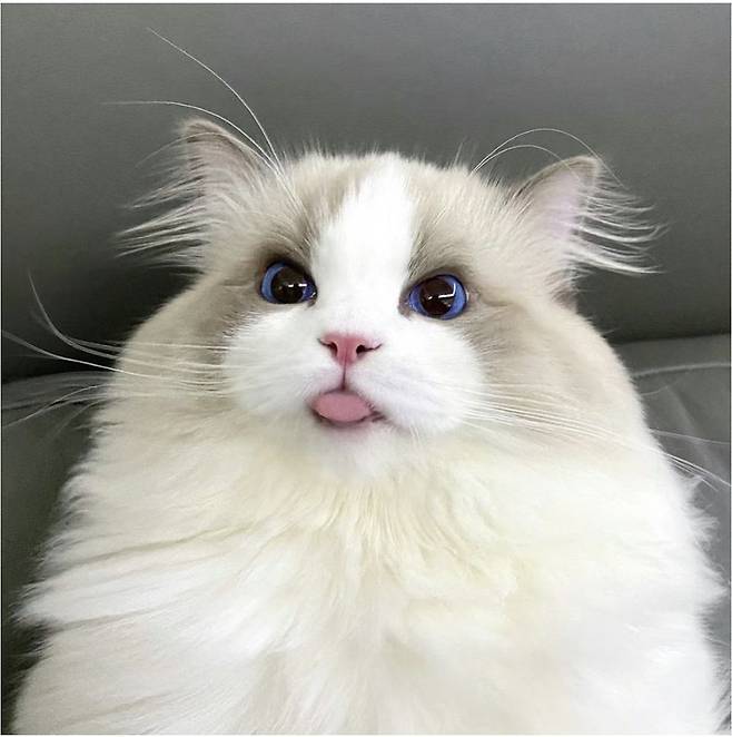 1000008448.jpg 세상에서 제일 예쁜 고양이 2마리 ㄷㄷ