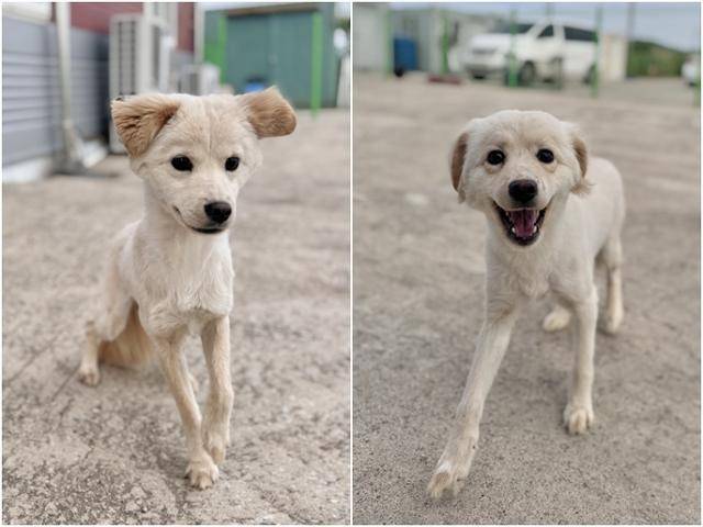 상주시 동물보호센터에 들어와 조금씩 밝은 모습을 되찾아 가고 있는 자매견. 상주시 동물보호센터 제공