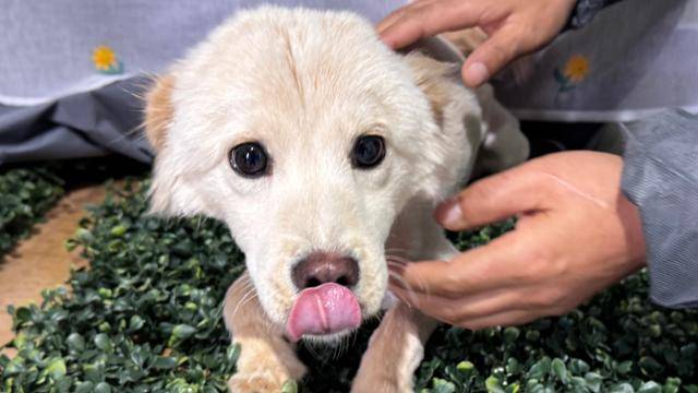 보호자로부터 방치된 채 구조됐지만 사람을 반길 줄 알게 된 믹스견. 공고번호 경북-상주-2025-00089 상주시 동물보호센터 제공