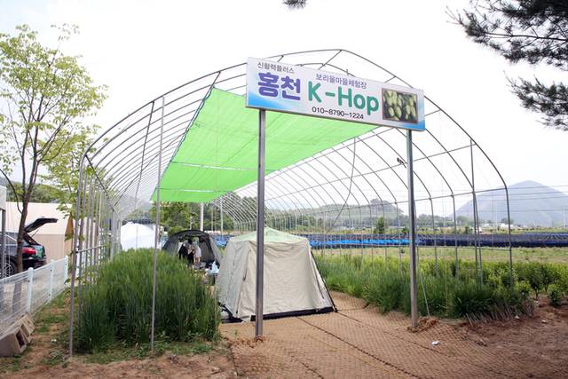 ▲ 제2회 홍천 황금보리축제가 지난 7일 보리울 권역센터에서 개최됐다.