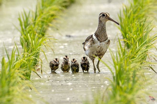 천연기념물 ‘호사도요’ 가족이 울산 울주군 온양읍 남창 들녘을 거닐고 있다. 울산시 제공