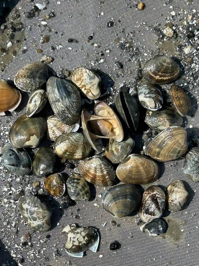 폐사 바지락 [경기도 제공]