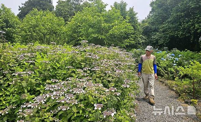 [제주=뉴시스] 임재영 기자 = 지난달 31일 김승철 대표가 자신이 꾸미고 있는 머들정원을 돌아보고 있다. 4계절 꽃을 피우는 풍경을 보여주는 정원 조성에 중점을 두고 있다. 2025.06.08. ijy788@newsis.com