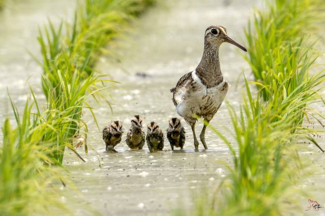 호사도요의 이소(새끼 새가 둥지를 떠나 독립적으로 생활할 준비를 하는 단계) 장면. 사진제공=조현표 새 통신원