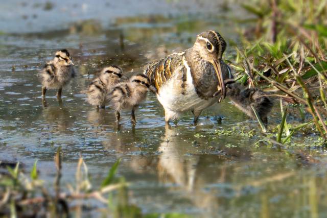 먹이를 잡아주는 수컷 어미. 사진제공=조현표 새 통신원