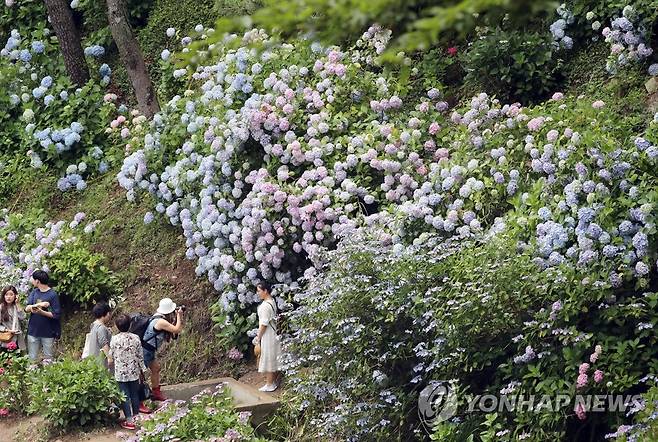 태종대 여름꽃 수국 만개 [연합뉴스 자료사진]