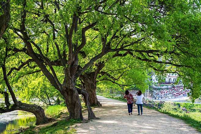 반곡지 둑에 길게 늘어선 왕버들 밑으로 관광객이 지나가고 있다.