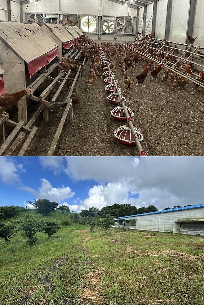 자유방목 공간이 있는 난각번호 1번 양계장./사진=김아름 기자 armijjang@