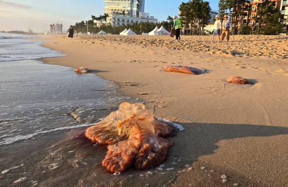 (사진=연합뉴스)