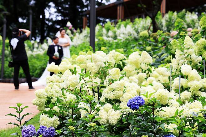 2024년 초안산 수국동산 개장기념 이벤트 무료 웨딩사진 촬영(노원구 제공)