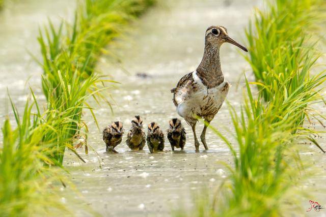 지난달 30일 울산 울주군 온양읍 남창들녘에서 알에서 깨어난 천연기념물 '호사도요' 새끼 4마리가 어미를 따라 다른 논으로 이동하고 있다. 울산 새 통신원 조현표씨 제공