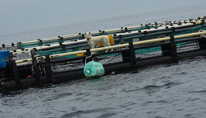 제주의 한 해상 가두리 양식 시설 위에서 고립된 채 사육된 진돗개가 동물단체에 구조됐다. (동물보호단체 '행복이네' 제공)