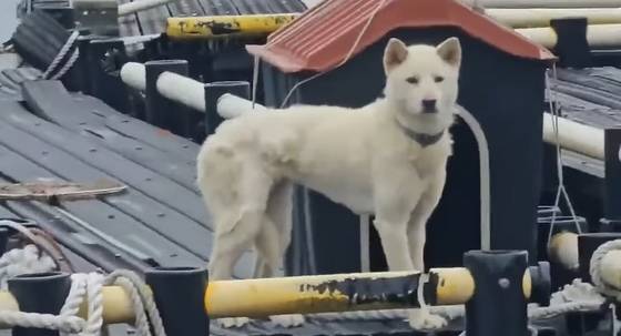 사진 행복이네 유기견 유기묘 보호소 인스타그램 캡처