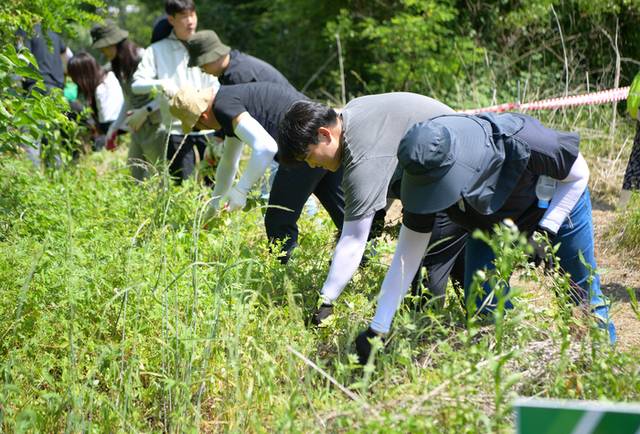 ▲ ‘2025년 생태계교란식물 제거의 날’ 행사가 9일 양구읍 학조리 일원에서 열렸다. 이날 행사에는 배영주 양구부군수, 정창수 군의장 및 군의원, 조현수 원주지방환경청장을 비롯해 양구지역 기관·사회단체장과 회원, 21사단 군장병 등 300여 명이 참석해 생태계교란 식물을 제거하고 고유 생물종 보호에 힘썼다.