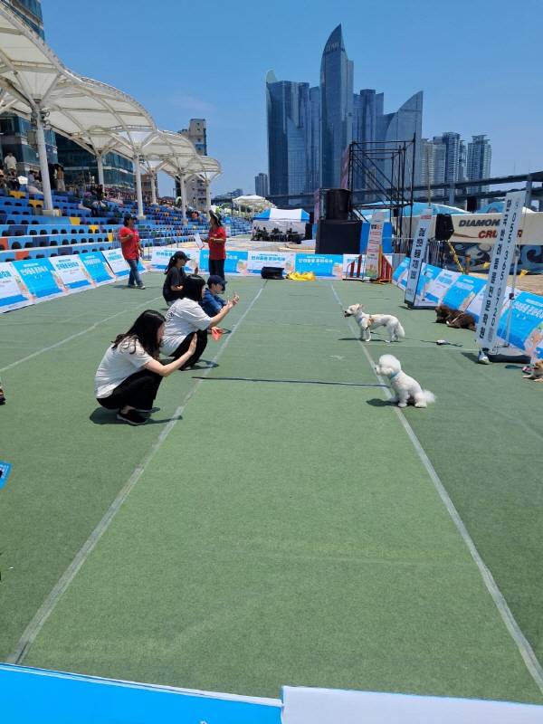 지난 7일 부산 수영구 민락공원세어 반려견과 보호자의 공감 능력을 볼 수 있는 ‘기다려 대회’가 열렸다..