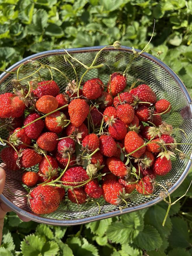 정하완 셰프가 농장에서 키운 딸기. 기가스 제공