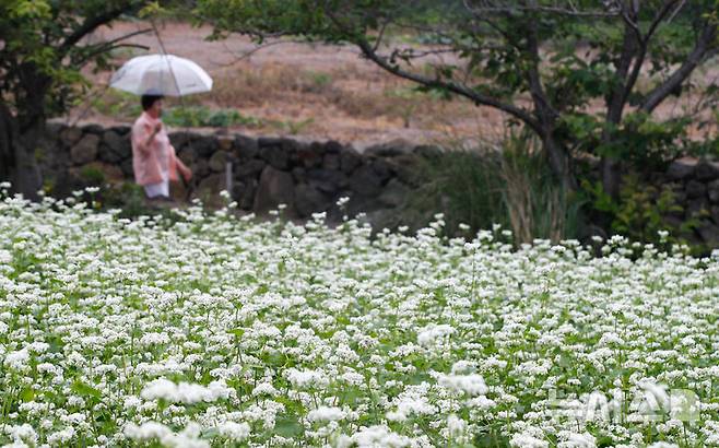 [제주=뉴시스] 우장호 기자 = 부슬부슬 비가 내리는 8일 제주시 조천읍 함덕리 서우봉을 찾은 관광객들이 활짝 핀 메밀꽃을 배경으로 사진을 찍으며 즐거운 시간을 보내고 있다. 2025.06.08. woo1223@newsis.com