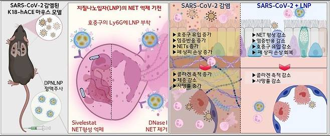 [세종=뉴시스] 코로나19 감염 마우스 모델에서 호중구를 표적하는 지질나노입자가 세포외덫 분해 및 형성을 억제해 폐 손상을 낮추는 효과를 입증함.(사진=보건산업진흥원) *재판매 및 DB 금지