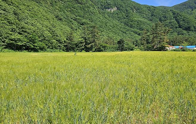 울릉군이 대평원 나리분지에 보리밭길을 조성했다. /울릉군