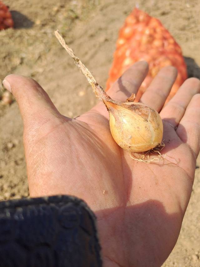 6월 8일 수확한 양파. 손바닥보다 작은 크기로 상품성이 없다. 독자 제공