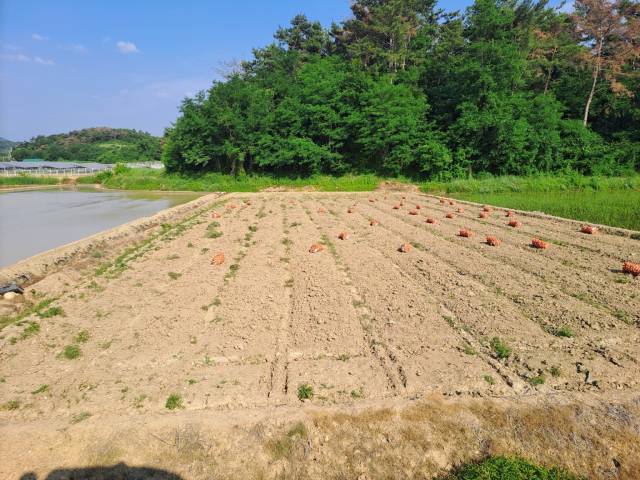 경남 창녕군 대합면의 한 양파논. 수확량이 평년의 절반 수준에 그치고 있다. 독자 제공