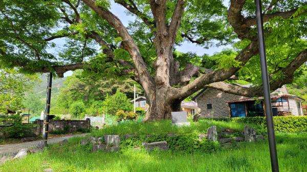 천봉산 서쪽 끝자락에서 연원교를 향해 걷다 보면, 연원마을 보호수를 만날 수 있다. 김범진기자