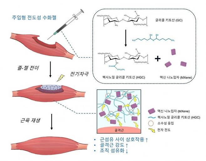 헥사노일 글리콜 키토산 기반 맥신 담지 주입형 전도성 수화젤의 모식도.