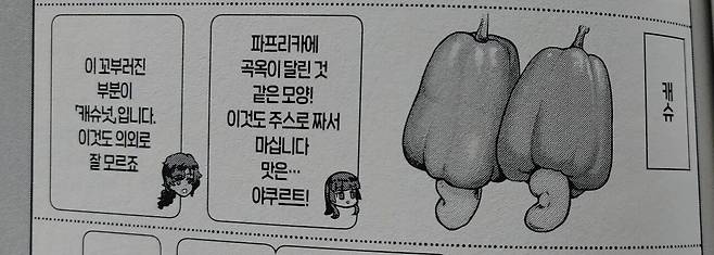 1.jpg 은근히 잘 모르는 실제 캐슈넛의 생김새.jpg
