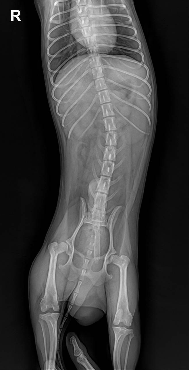 dr0001.jpg 강아지 중성화 건강때문에도한다