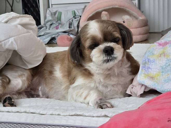 20250603_131239.jpg 우리집 개사료 누가 훔쳐갔어...ㅠㅠ