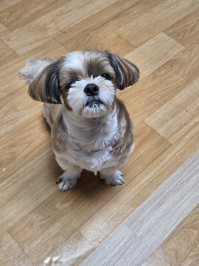 20250517_220133.jpg 우리집 개사료 누가 훔쳐갔어...ㅠㅠ