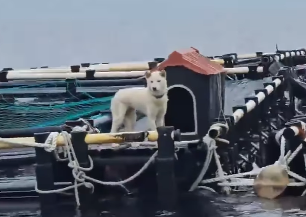 /사진=행복이네 SNS 갈무리