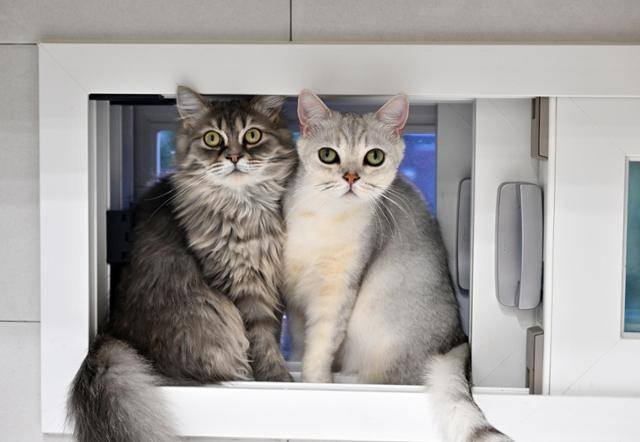 고양이는 영역 동물이라 경계심이 강한데 이날은 창밖 풍경을 두고 좁은 공간에서 둘이 한 치의 양보도 없이 대치하고 있다. 홍인기 기자