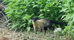 ▲ 야간 시간에 주로 활동하는 것으로 알려진 멸종위기 야생동물 Ⅱ급 노란목도리담비가 10일 아침 평창읍 노론리 농경지 주변에 나타나 날렵한 자태를 뽑내고 있다. 신현태.