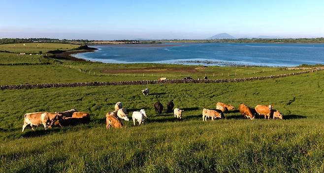 아일랜드 농장에서 자유롭게 풀을 뜯어먹고 있는 소들 모습. 아일랜드는 천혜의 자연환경을 기반으로 목초사육시스템을 운영하고 있다.<사진제공=주한 아일랜드대사관>