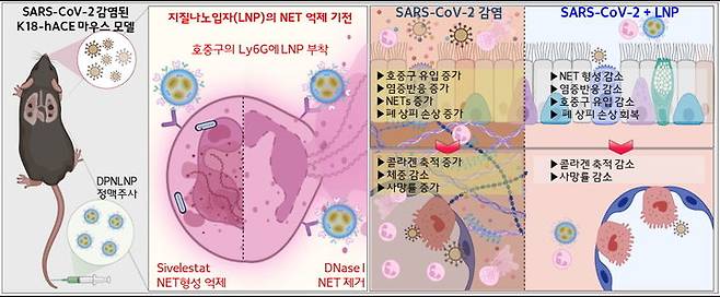 코로나19 감염 마우스 모델에서 호중구를 표적하는 지질나노입자는 세포외덫 분해 및 형성을 억제해 폐 손상을 억제한다. (사진=성균관대 제공) *재판매 및 DB 금지