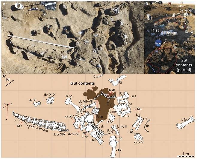 디아만티나사우루스의 골격과 장 내용물 화석  [Current Biology / Poropat et al. 제공. 재판매 및 DB 금지]