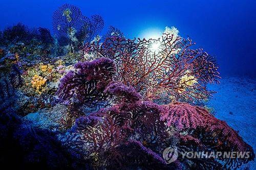 그리스 푸르노이 섬 연안의 산호초 (푸르노이 섬 <그리스> 언더더폴 제공 AFP=연합뉴스 자료사진) 2025년 6월 2일 환경단체 언더더폴(Under The Pole)이 제공한 그리스 푸르노이 섬 연안의 산호초 사진. [Under The Pole 제공사진을 고객 서비스용으로 AFP가 배포. 보도용으로만 사용할 수 있으며 광고·마케팅 등에 사용 금지. 크레딧 표시를 반드시 포함해야 하며, 크레딧 표기는 "AFP PHOTO /  UNDER THE POLE / FRANCK GAZZOLA"로 해야 함.] 2025.6.10.