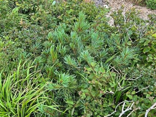 ▲ 설악산 눈잣나무 복원시험지. 국립산림과학원과  제공