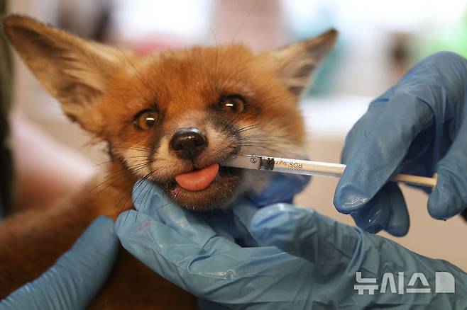 <font style="vertical-align: inherit;"><font style="vertical-align: inherit;">[켄트=AP/뉴시스] 5월 22일(현지 시간) 영국 켄트 주 톤브리지 인근 더 폭스 프로젝트가 운영하는 병원에서 자원봉사자가 구조된 여우에게 주사기를 이용해 약을 주고 있다. 2025.06.10.</font></font>